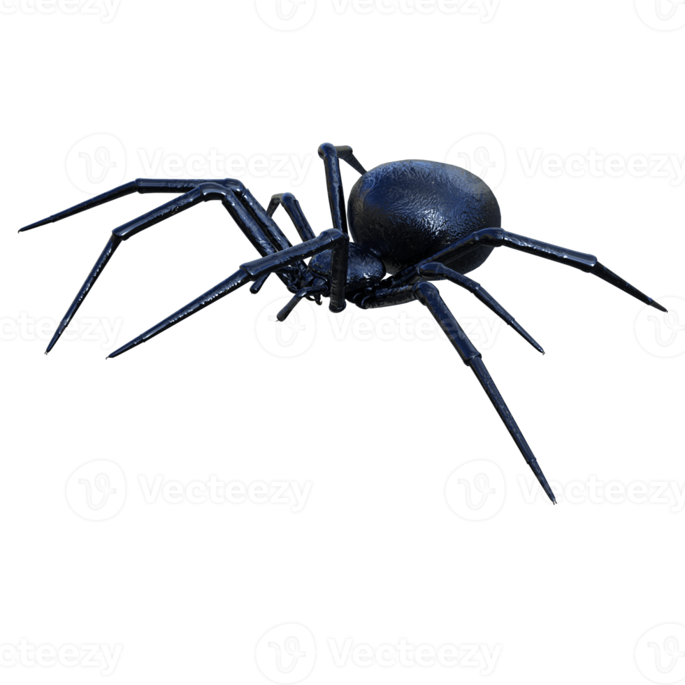 Spider isolated 3d png