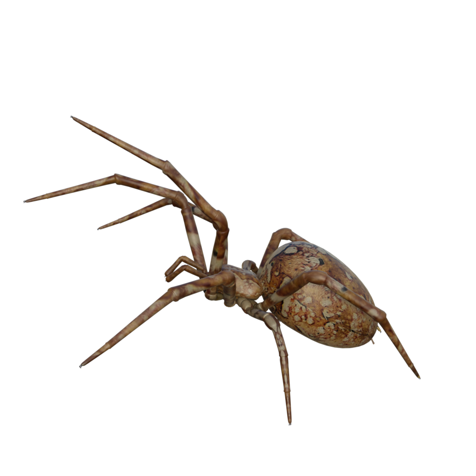 Spinne isoliert 3d png