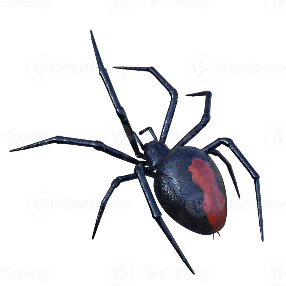 Spider isolated 3d png