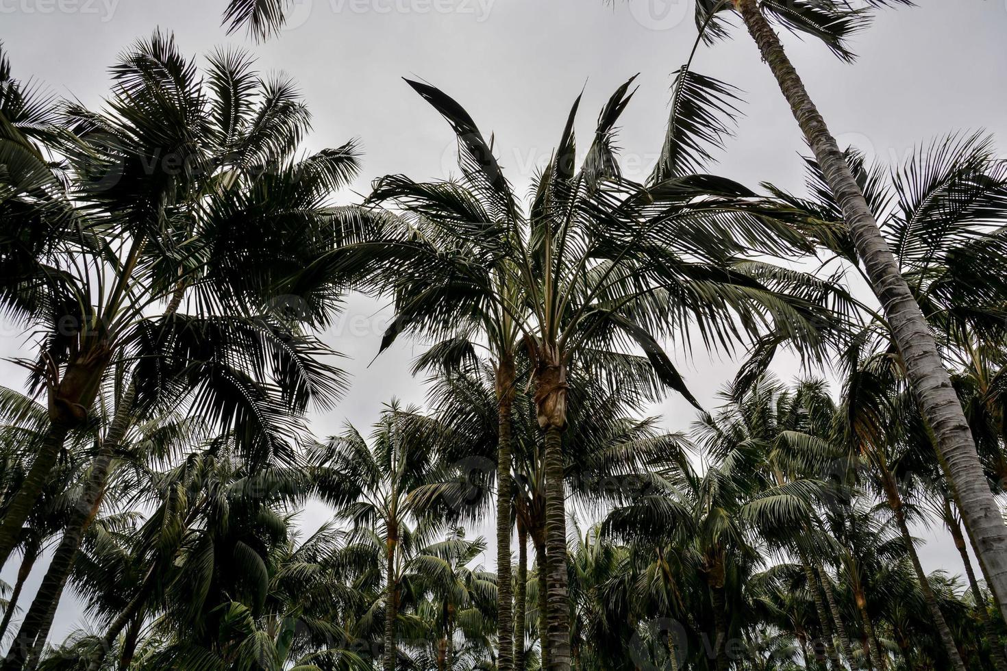 Palm tree forest photo