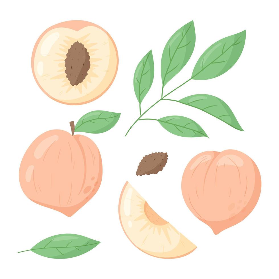 A whole peach and a half or a slice of fruit with a stone, a twig with leaves. Vector flat set of isolated nectarine illustrations.