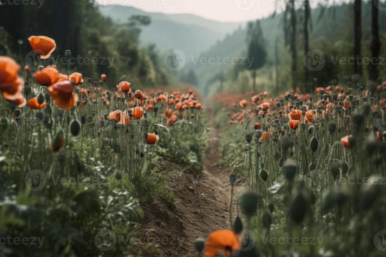 red poppy field photo