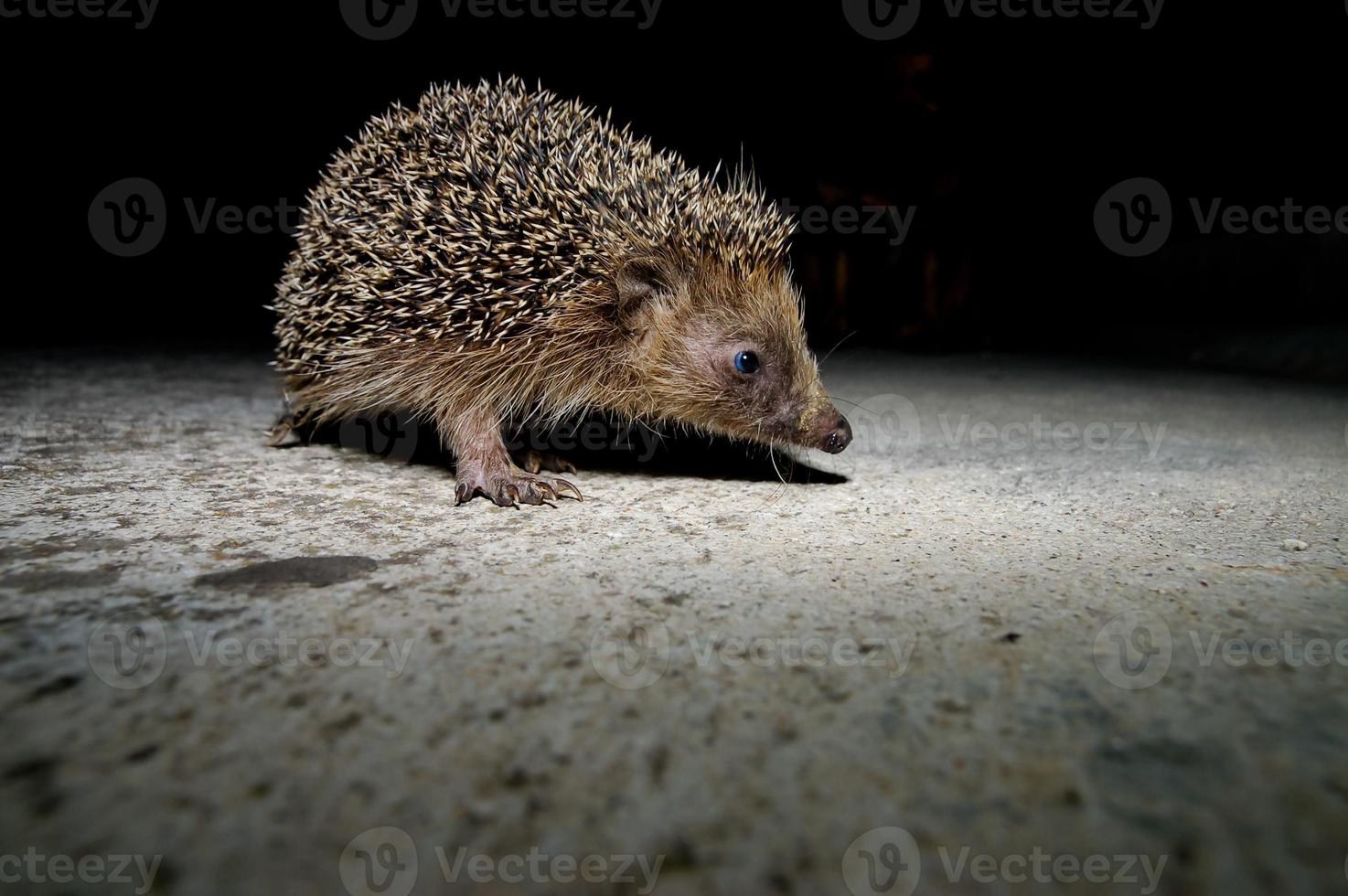 Close-up of a hedgejog photo