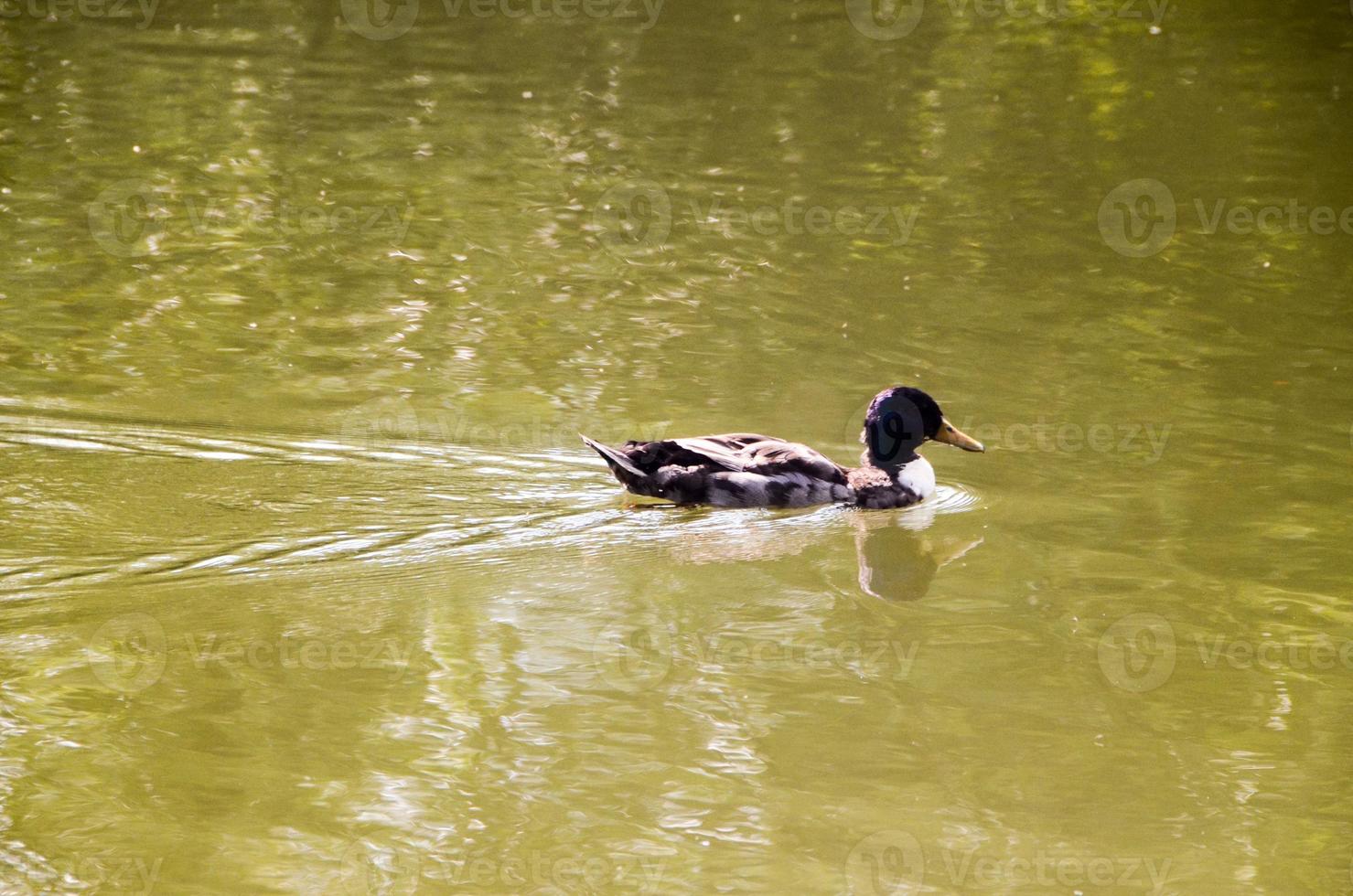 A duck swimming in the pond photo
