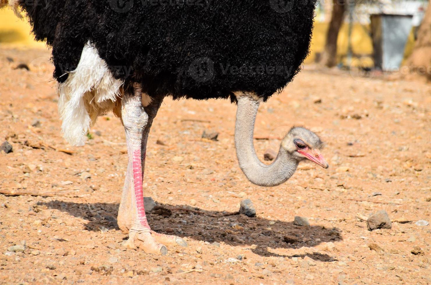 An ostrich looking for food photo