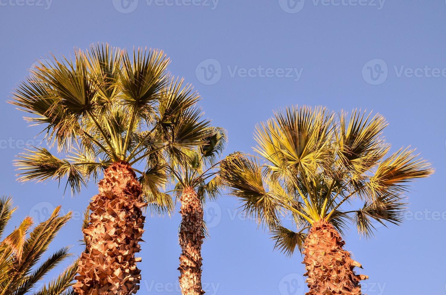 Palm trees and blue sky photo
