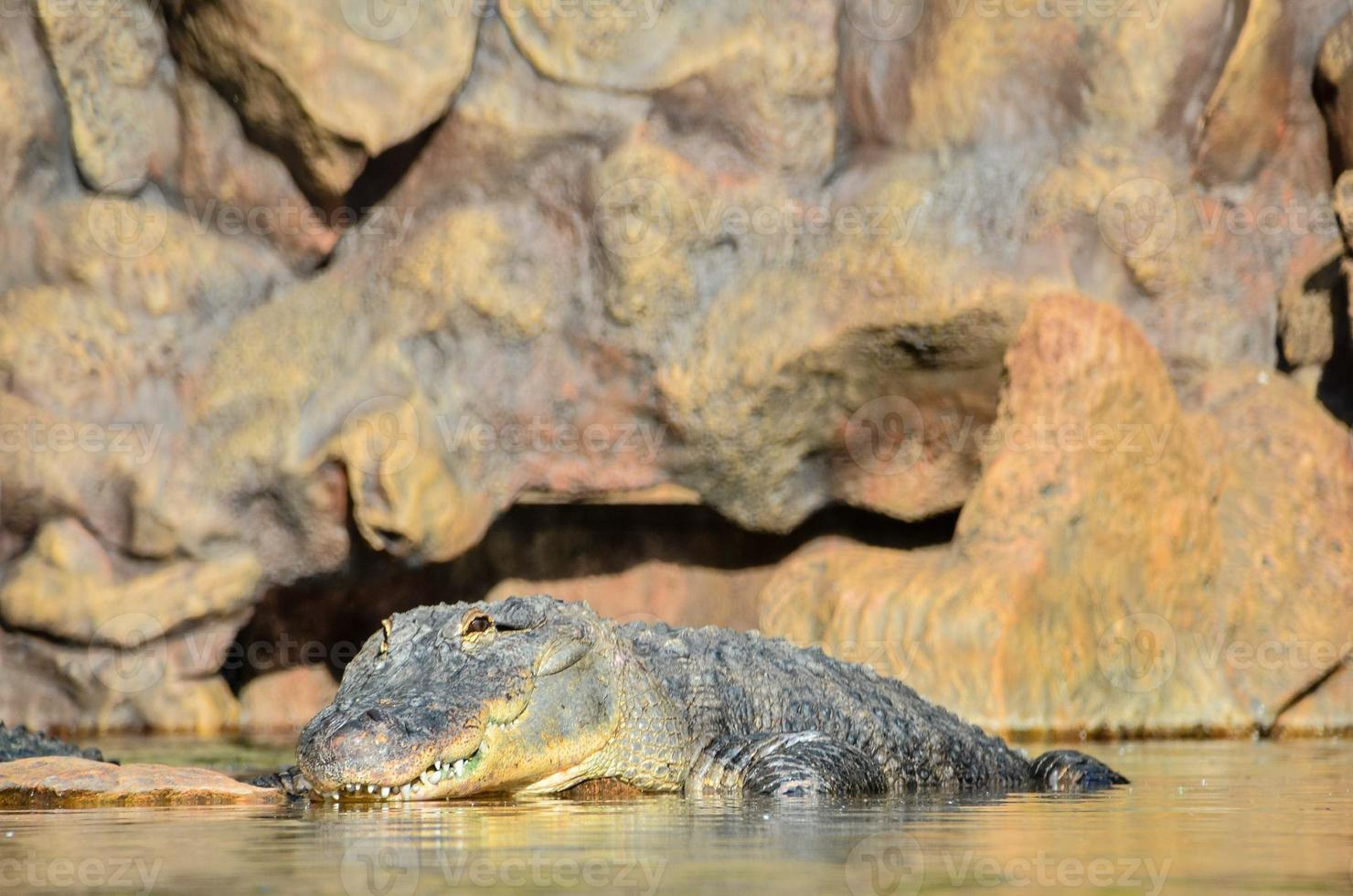 A crocodile coming out of the water photo