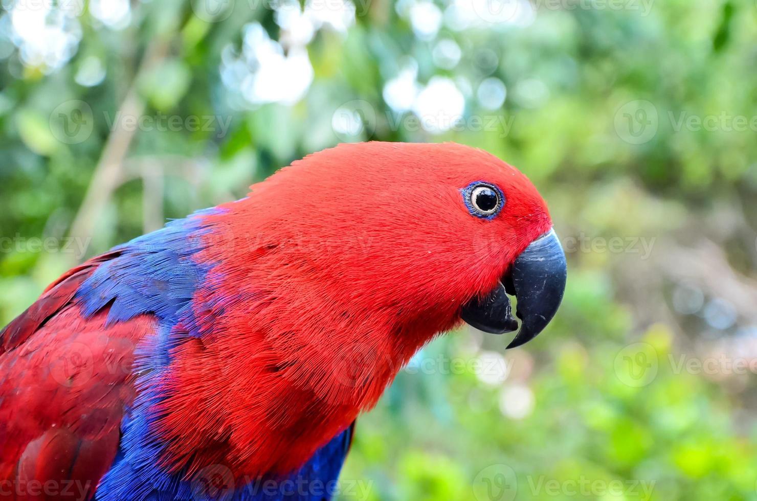 Blue and red parrot photo