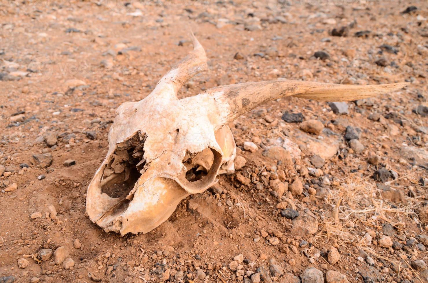 An animal skull photo