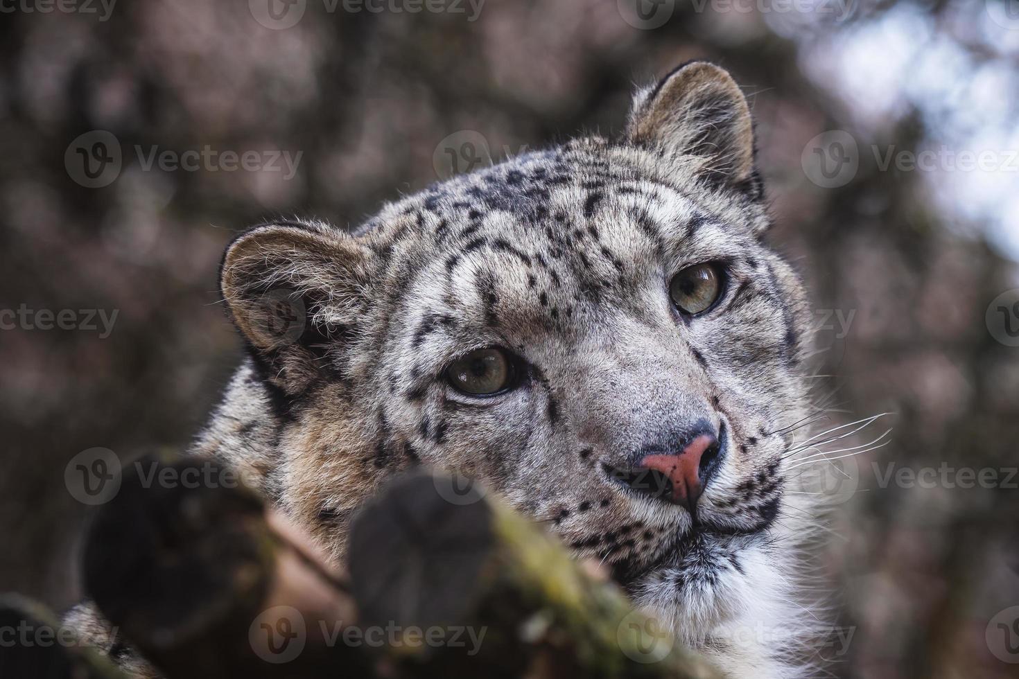 cara retrato de nieve leopardo panthera uncia foto