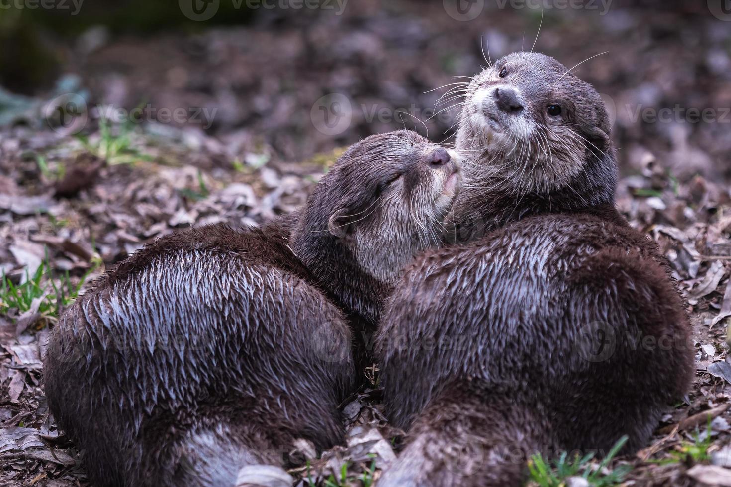 Two asian small clawed otters, Aonyx cinereus photo