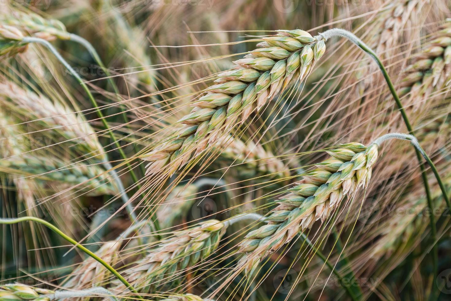 Green wheat in the field photo