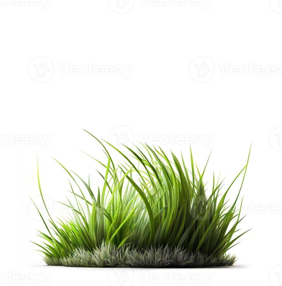 Green grass on the white background, created with photo