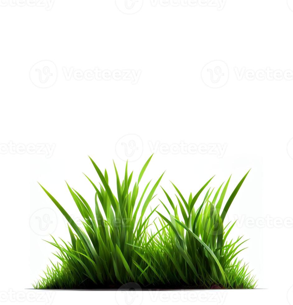 Green grass on the white background, created with photo