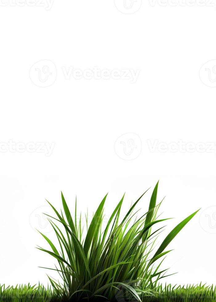 Green grass on the white background, created with photo