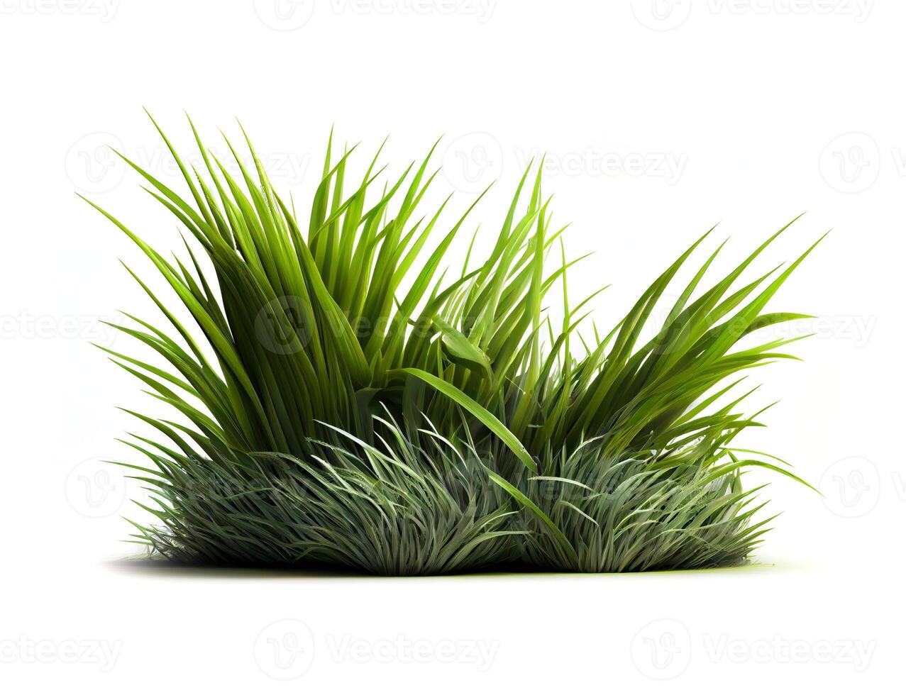 Green grass on the white background, created with photo