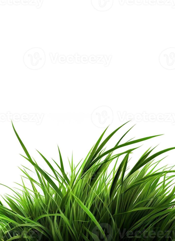 Green grass on the white background, created with photo