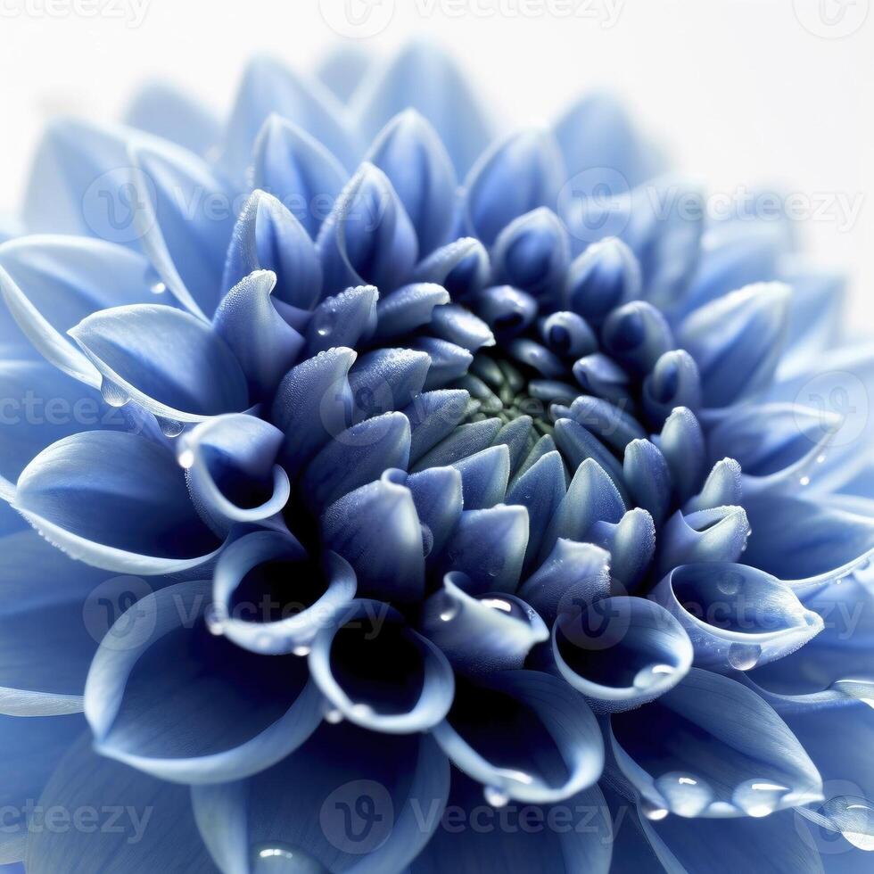 Blue dahlia flower on white background, created with photo