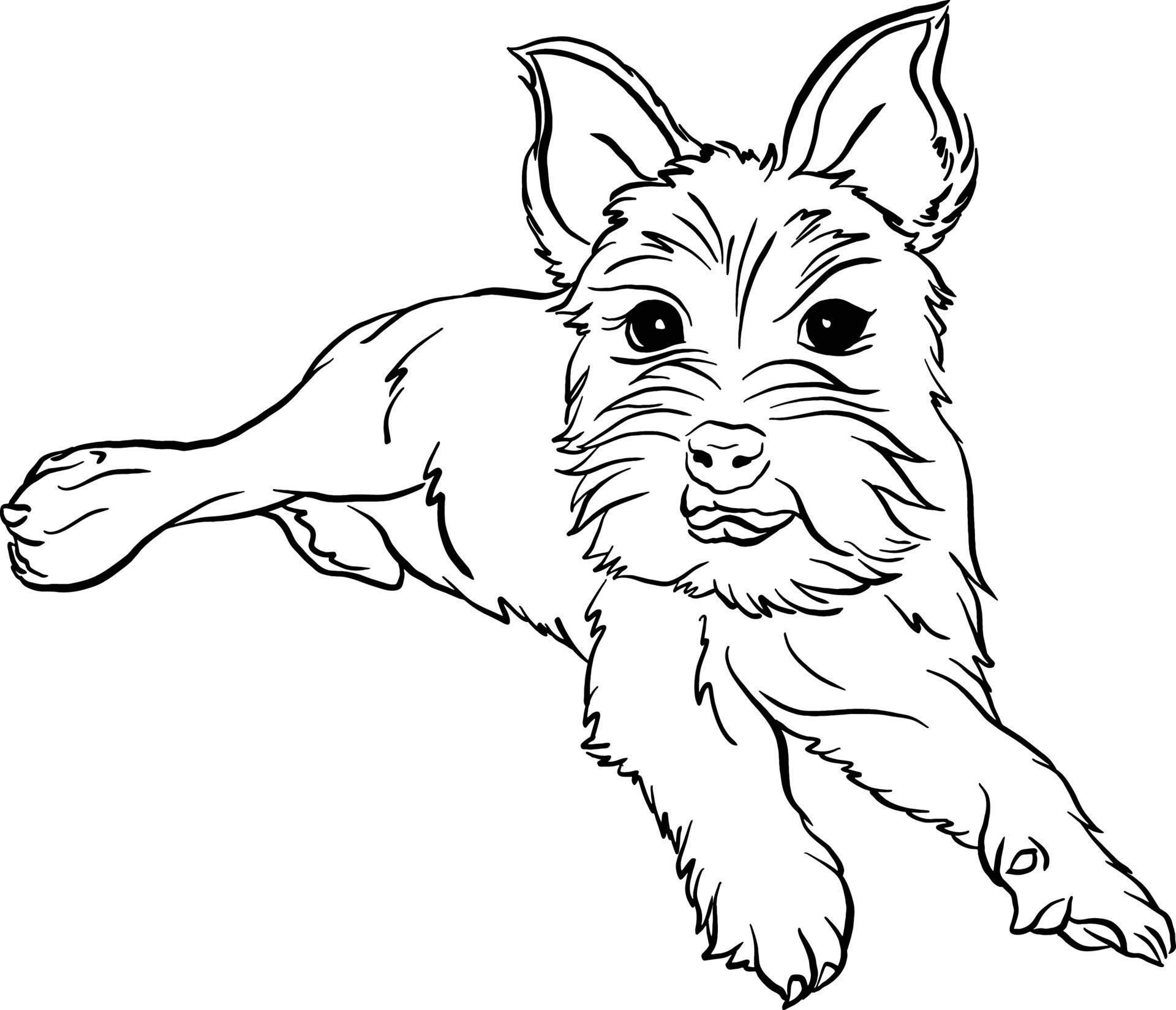 Affenwich dog breed vector illustration black and white doodle style ...