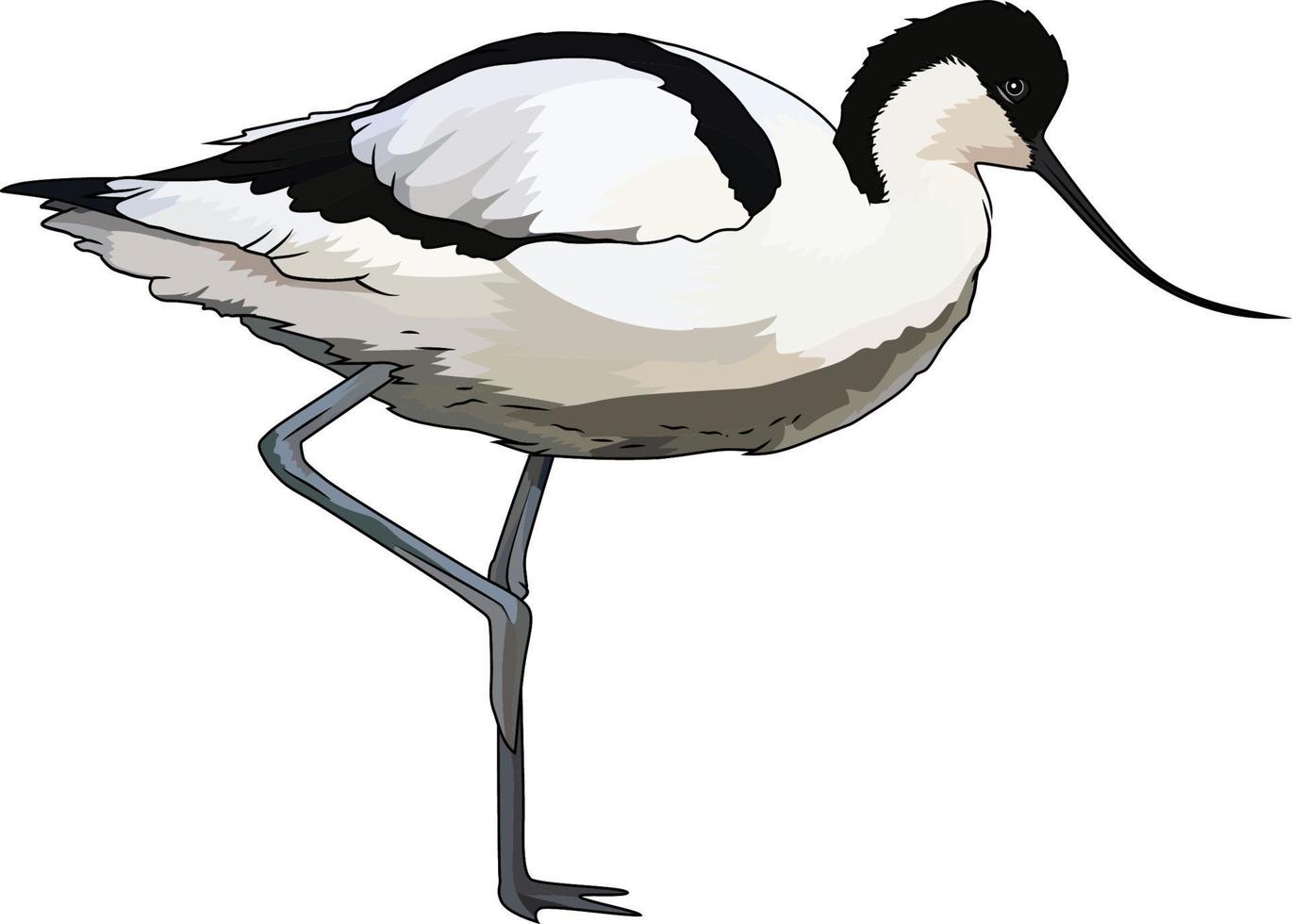 Pied Avocet Recurvirostra avosetta Bird vector illustration