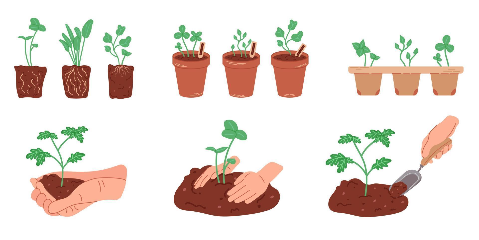 Flat cartoon vector illustration set of organic plant seedling. Seedlings growing in pots isolated on white background. Planting tree in the ground with human hands. Home gardening.