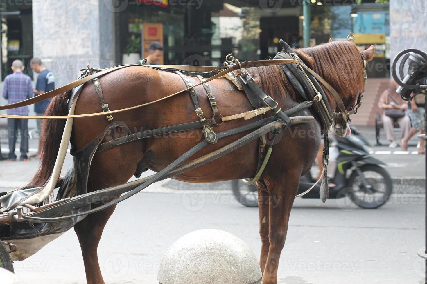 Delman's horse on the street photo