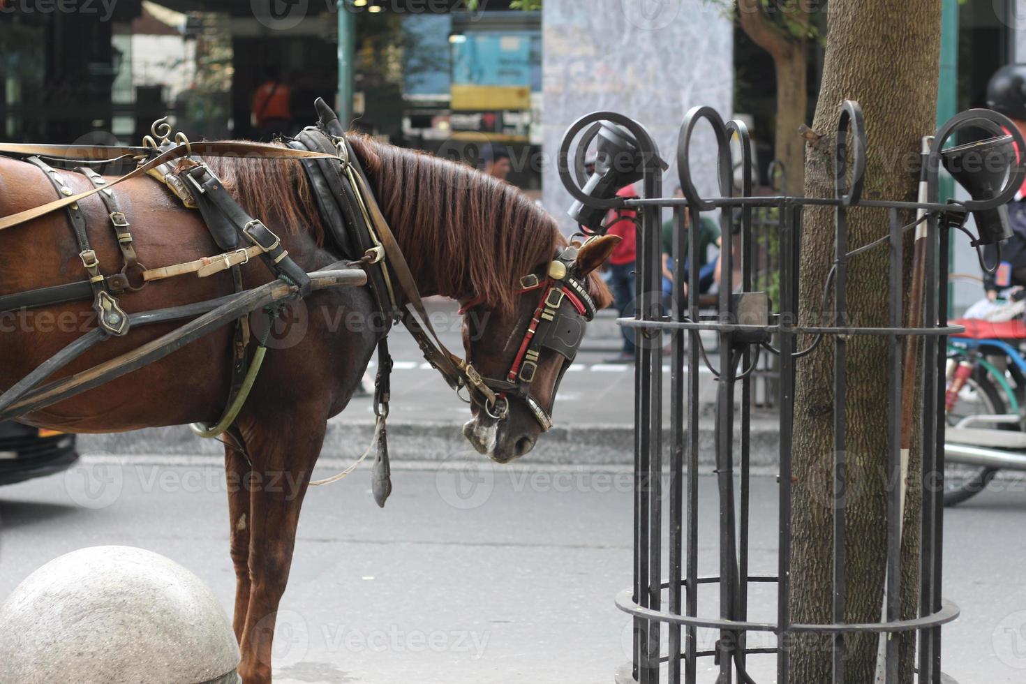 Delman's horse on the street photo