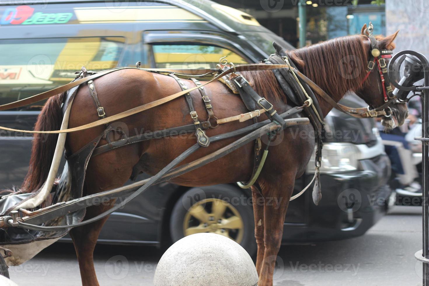 Delman's horse on the street photo