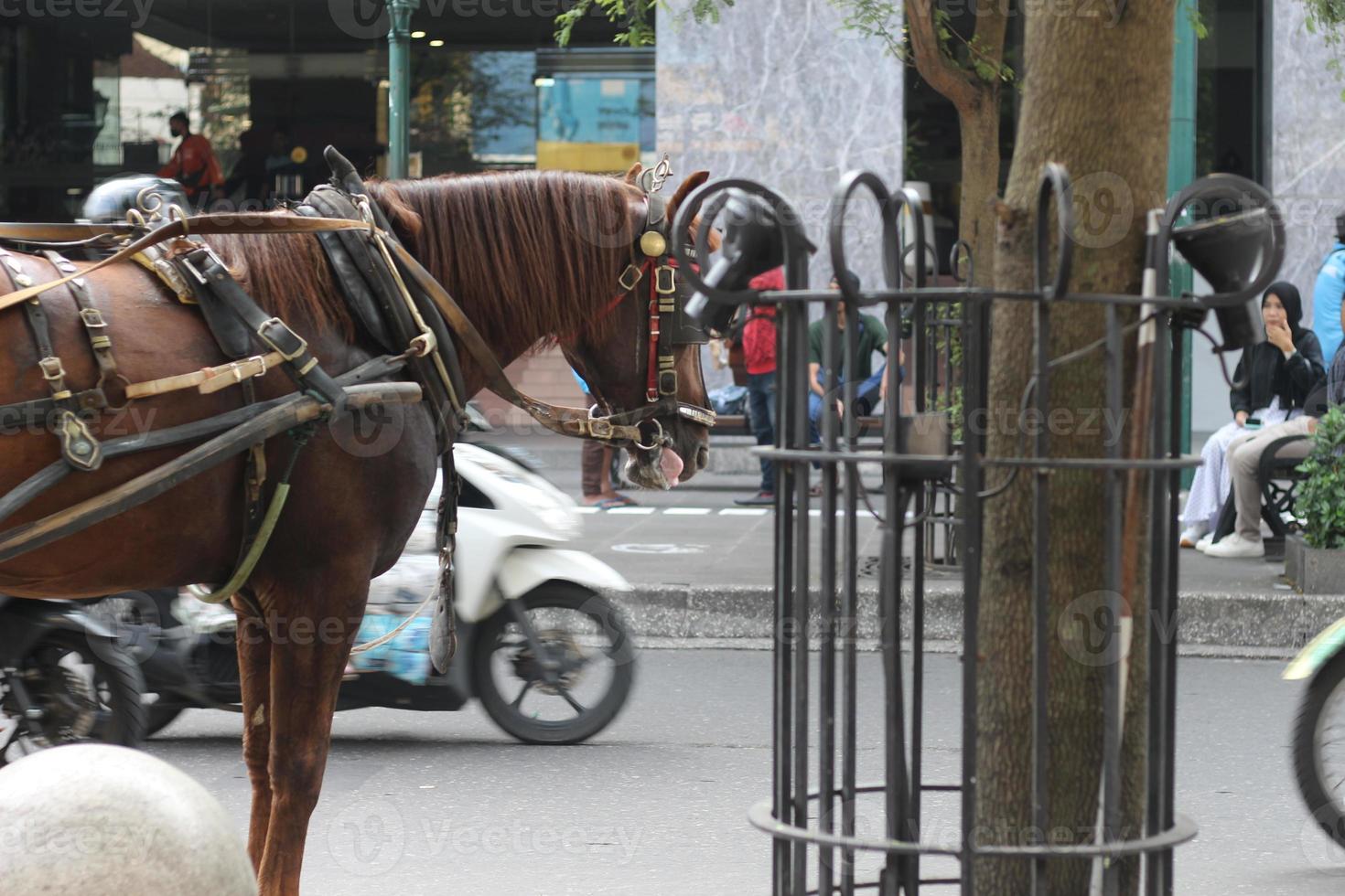 Delman's horse on the street photo