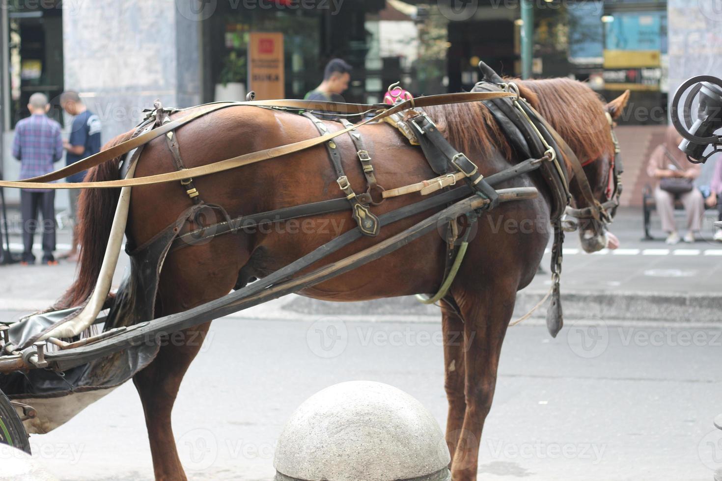 Delman's horse on the street photo