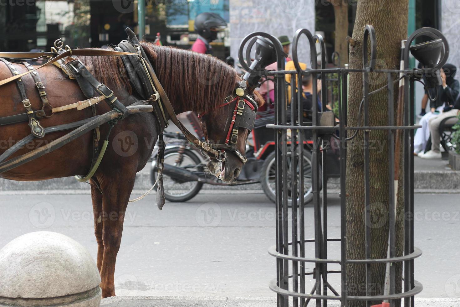 Delman's horse on the street photo