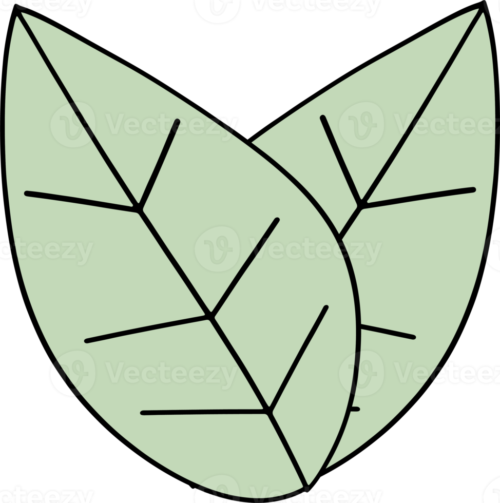 The green leaf drawing image png