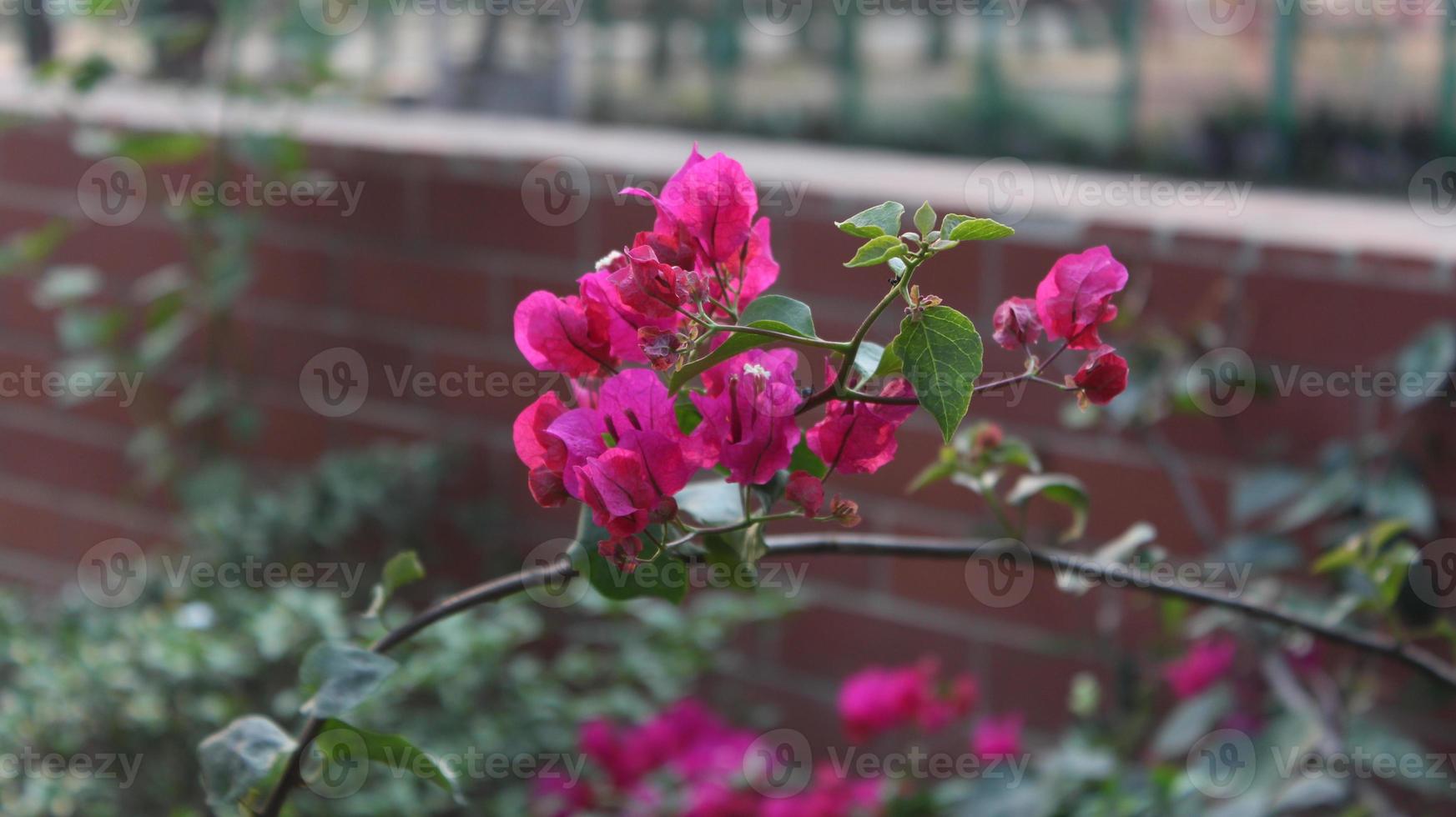 Pink bougainvillea flowers in the garden. Selective focus. photo