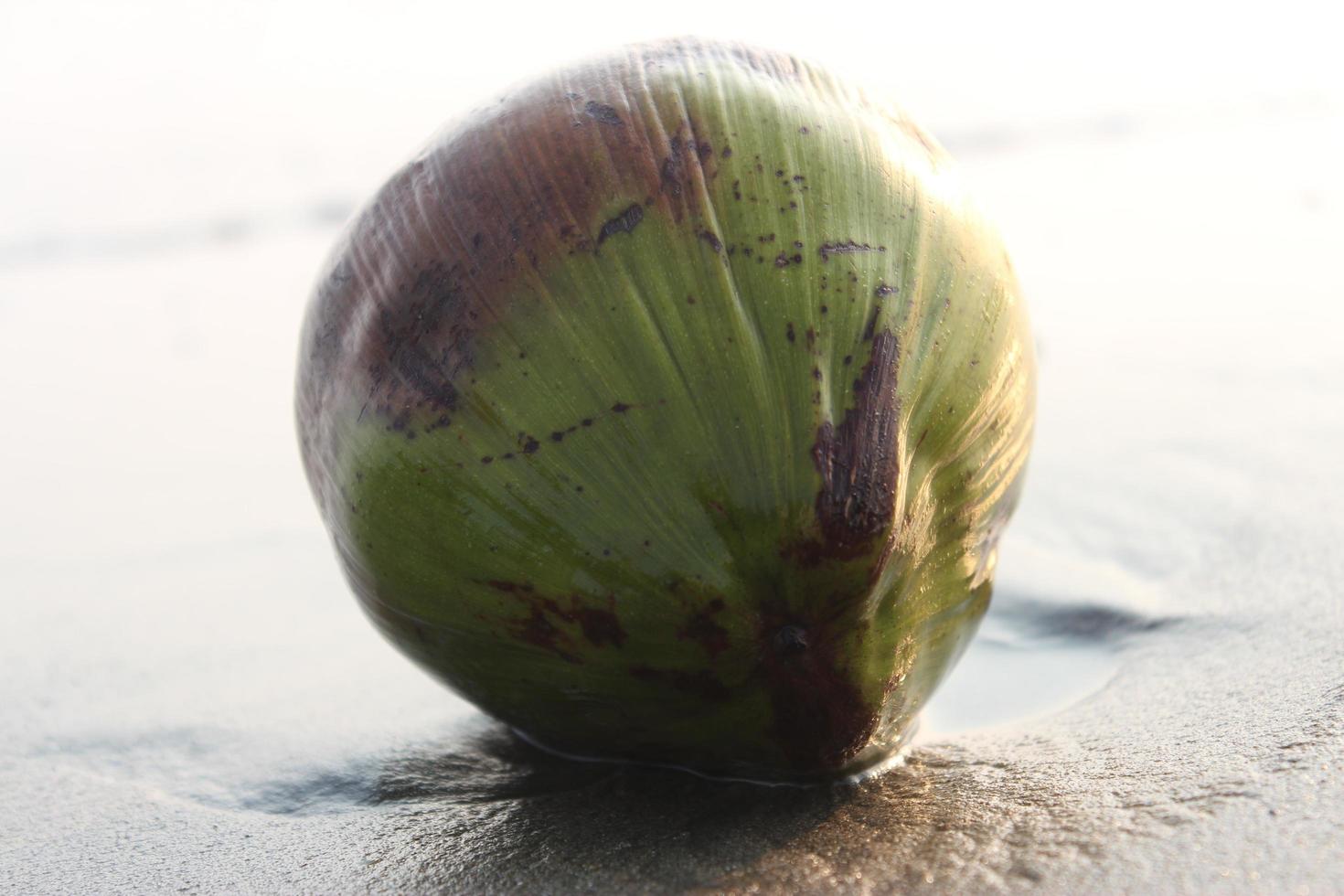 Coconut on the beach in the morning. Selective focus. photo