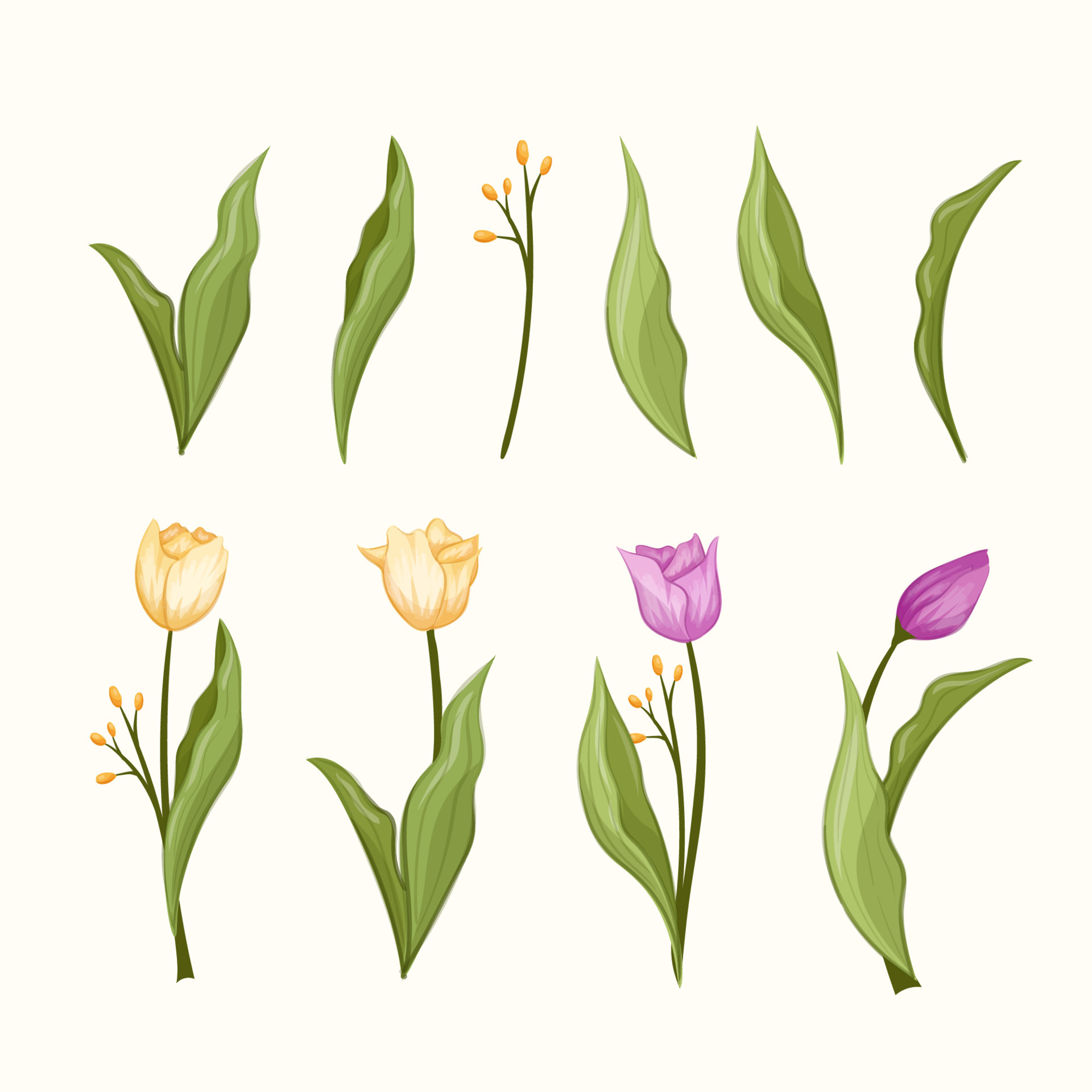 Beauty blossom yellow and purple tulip flower with leaves botany garden 22144589 Vector Art at