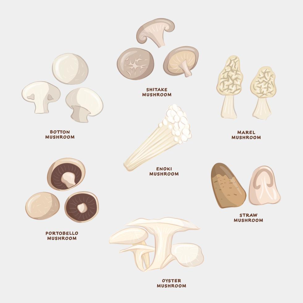 Various edible mushroom realistic handdrawn for cooking eat ingredient vegetable vegan vector