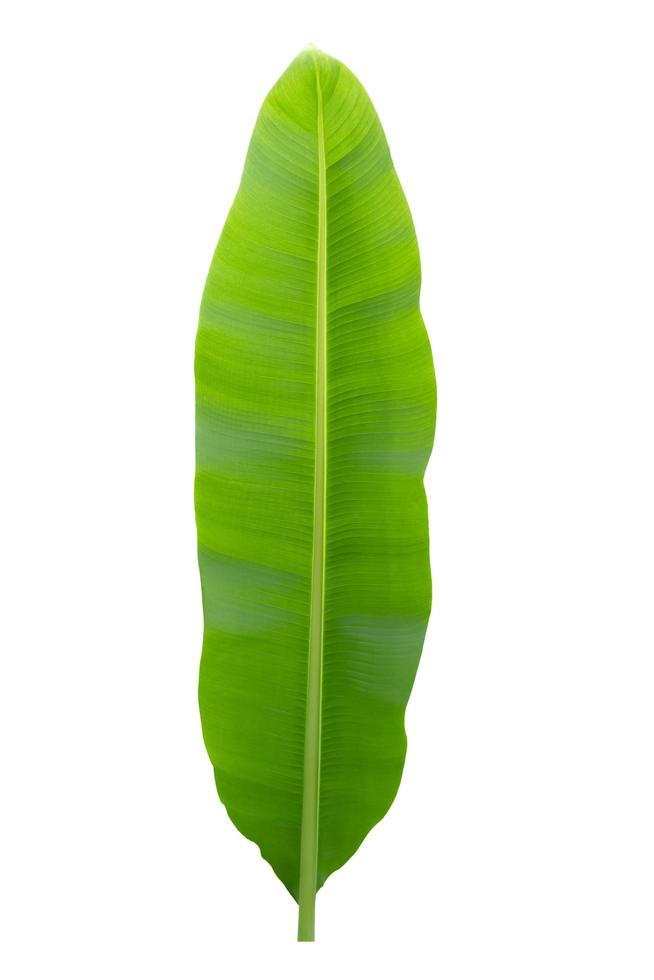 banana leaf isolate on white background photo