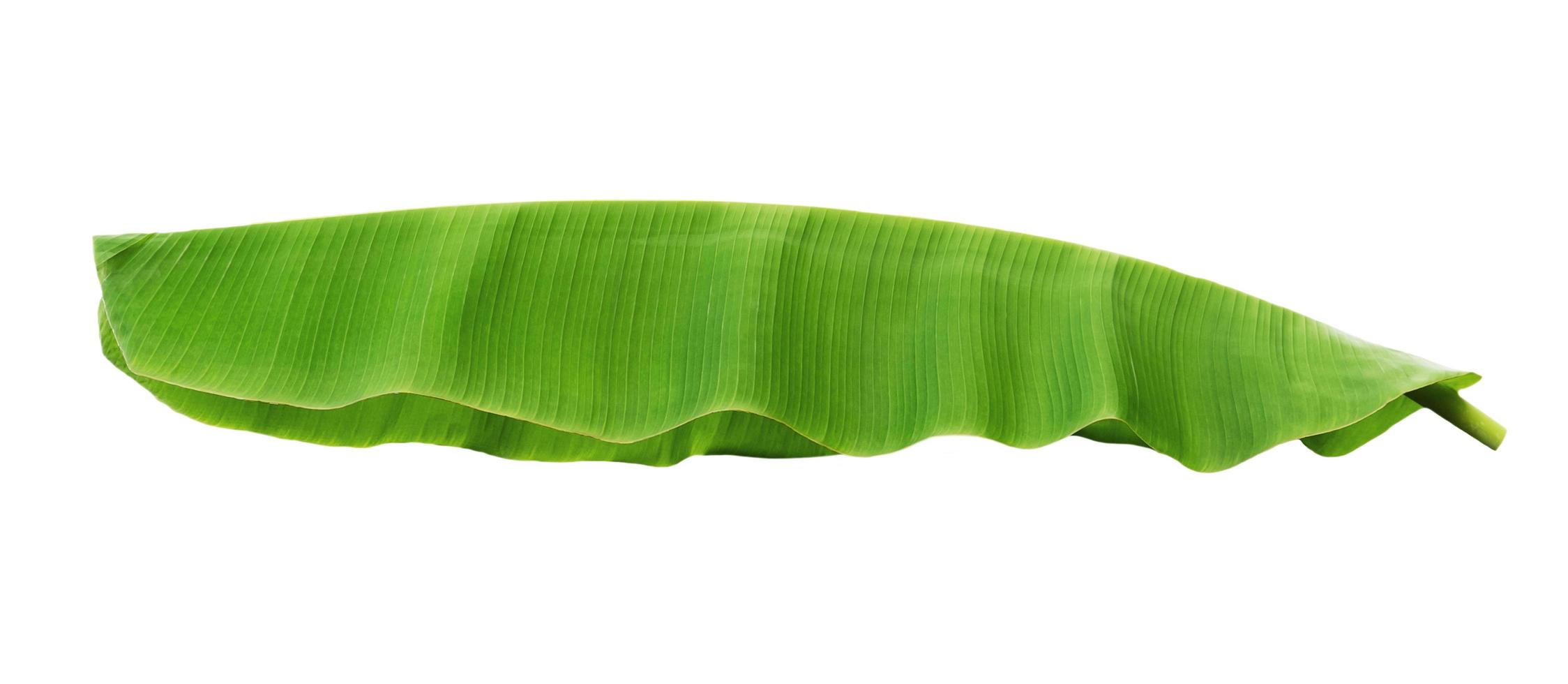 banana leaf isolate on white background photo