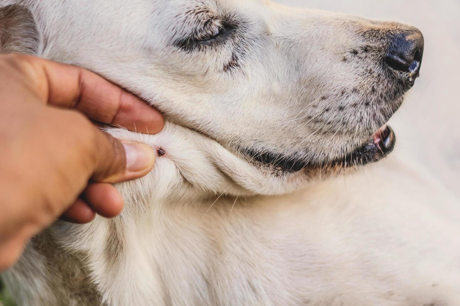 cerca arriba garrapata en perro piel foto