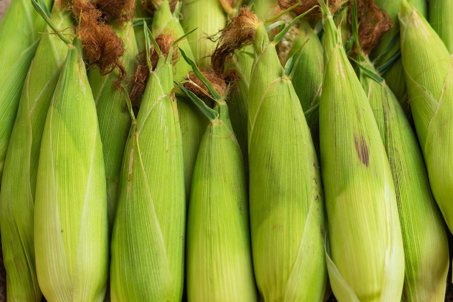 close up corn on table background photo