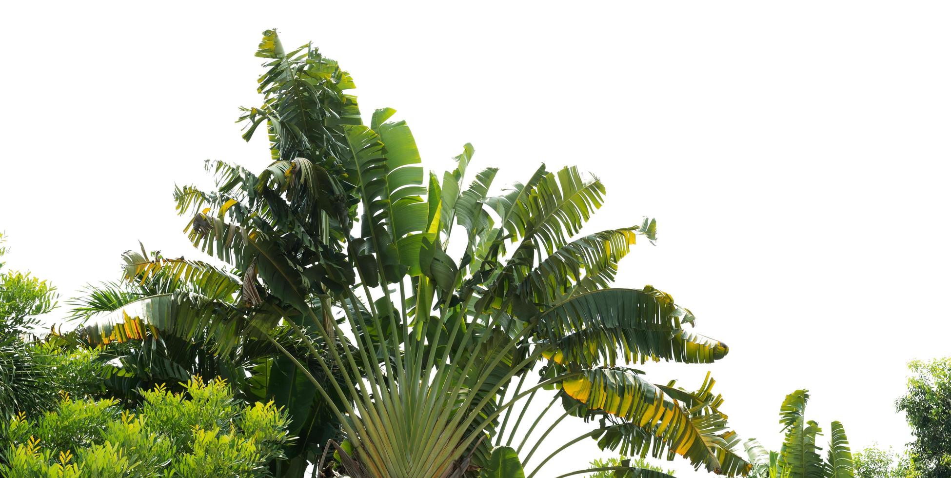 big banana leaf isolate on white background photo