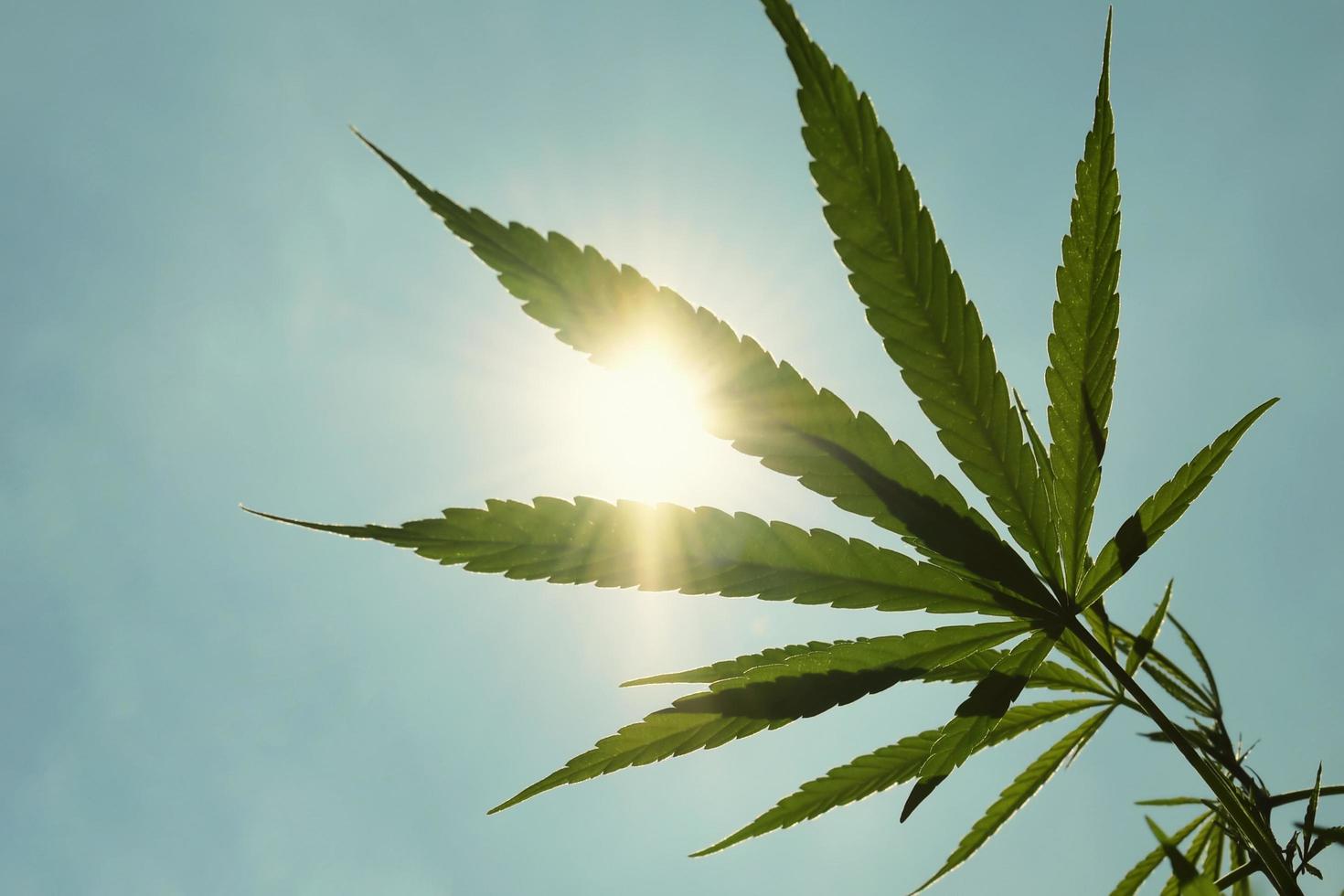 Cannabis leaf against and sun blue sky background photo