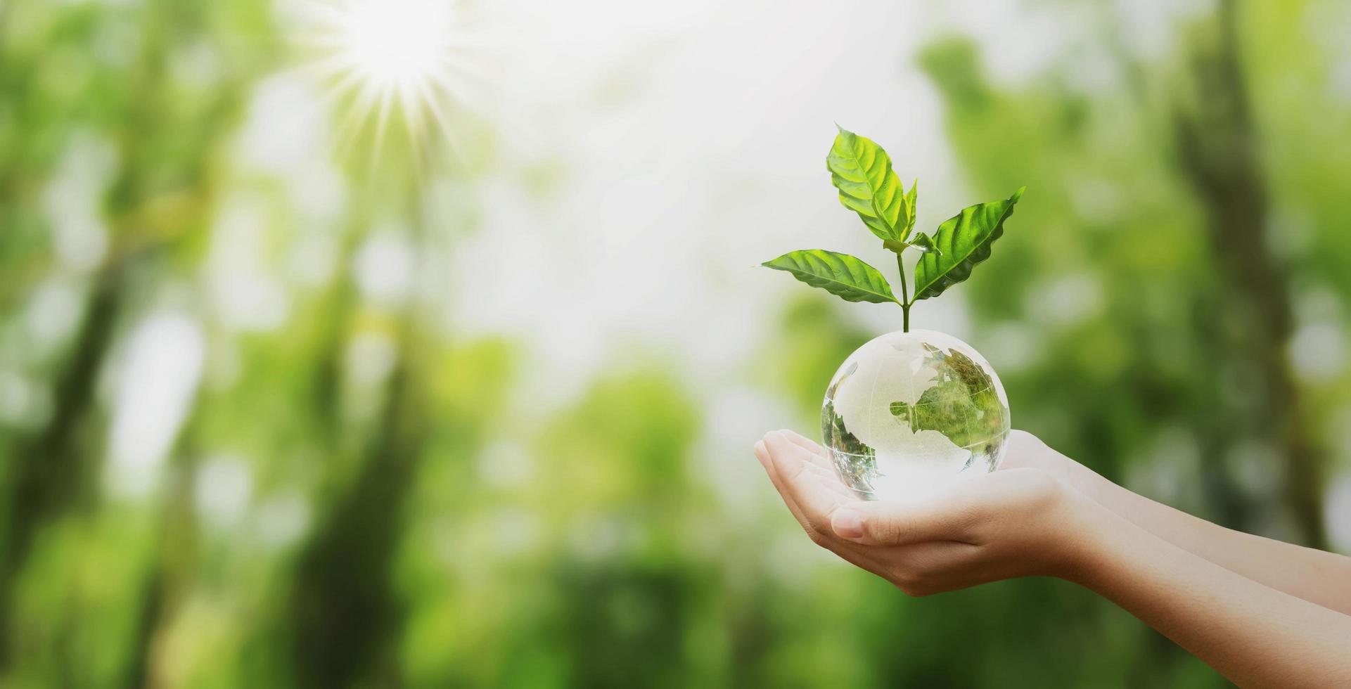 hand holding glass globe ball with tree growing and green nature blur background. eco concept photo
