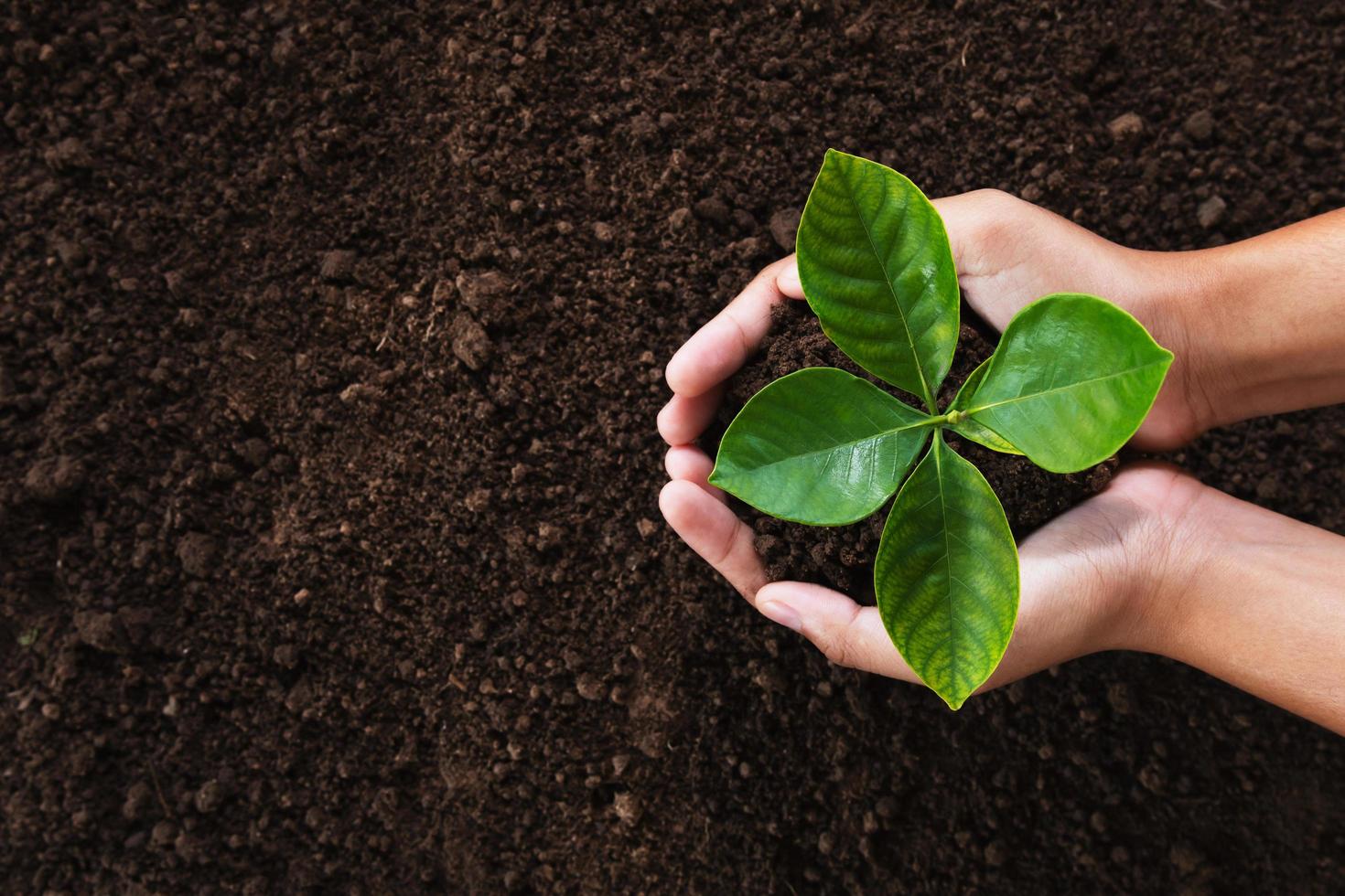 hand holding young plant on soil background. eco concept photo