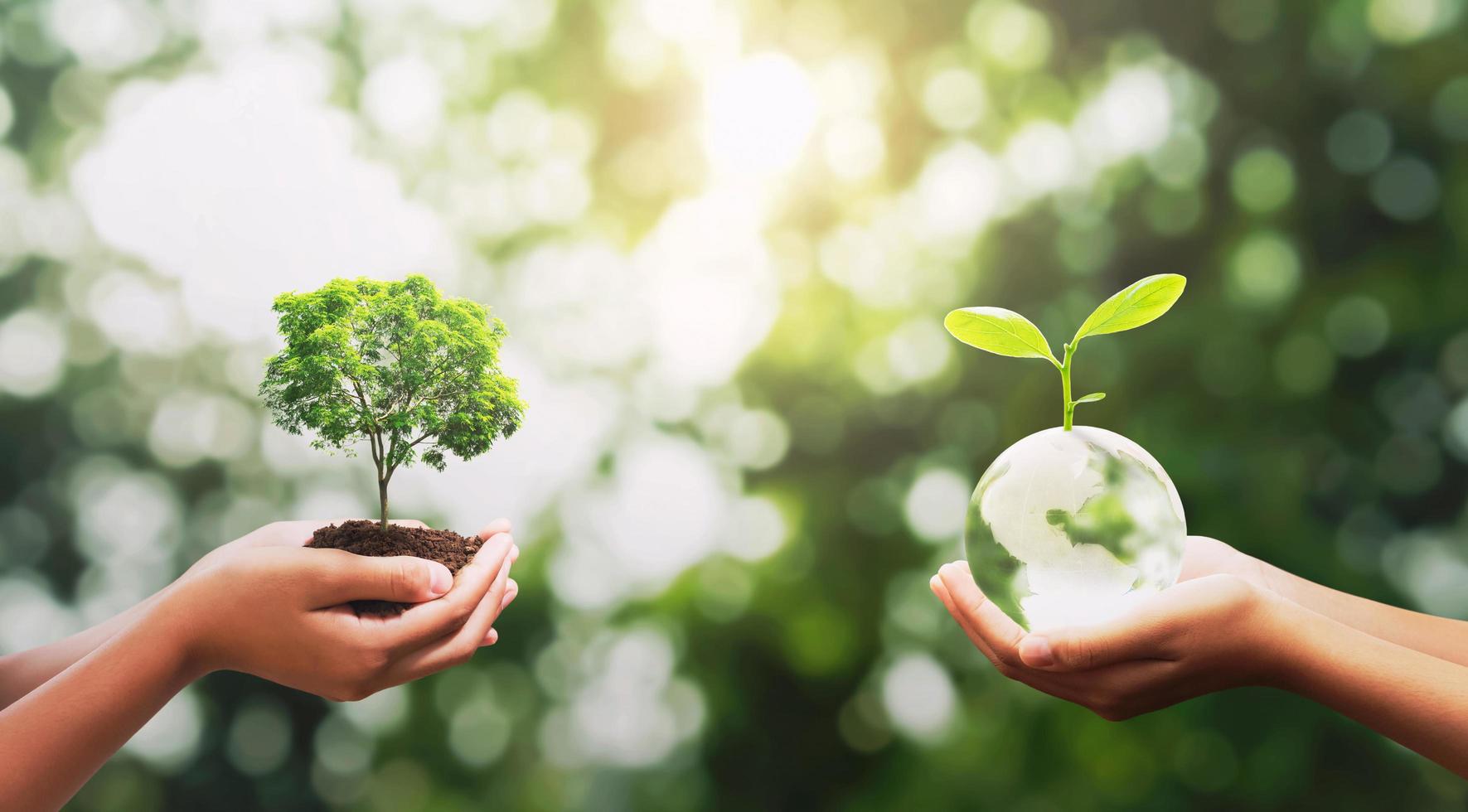 eco concept. hand holding crystal glass with tree growing and green nature background. idea save world. earth day photo