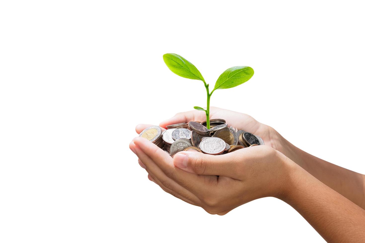 young tree growing on pile of money in hand isolate white background photo