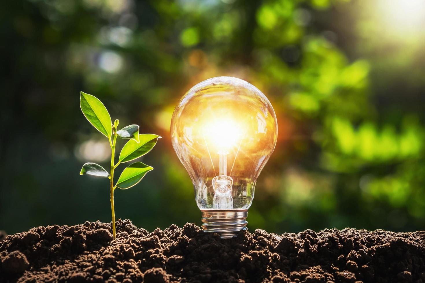 lightbulb tree with sunlight on soil. concept save world and energy power photo