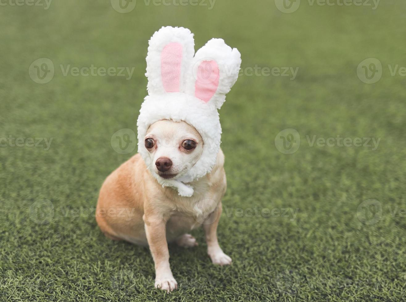 Chihuahua dog dressed up with easter bunny costume headband sitting on  green grass. photo