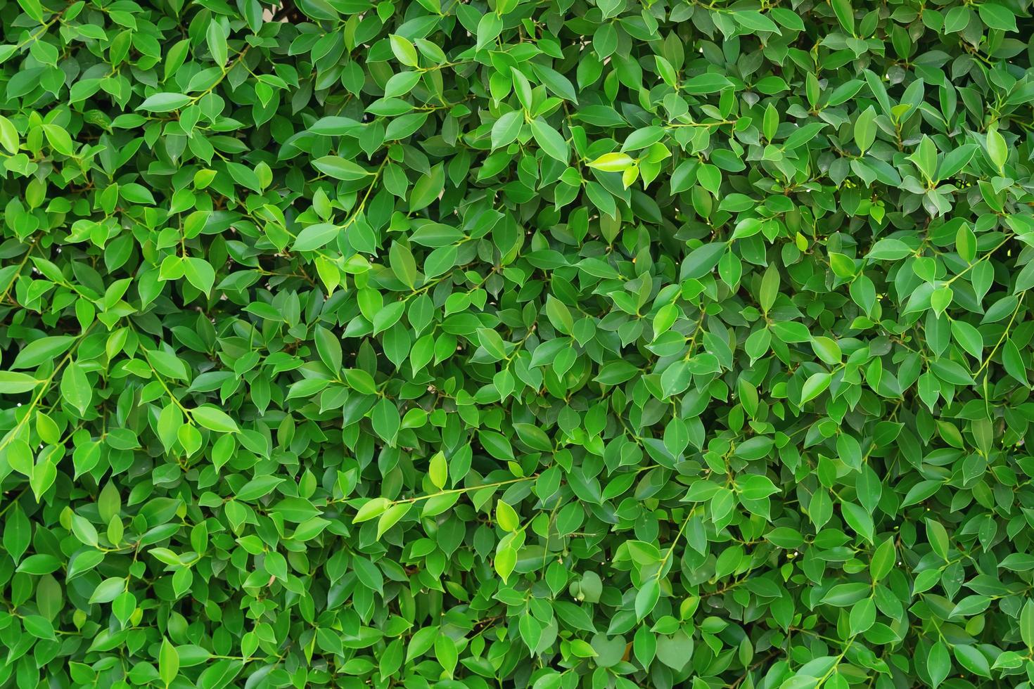 green leaf background texture photo