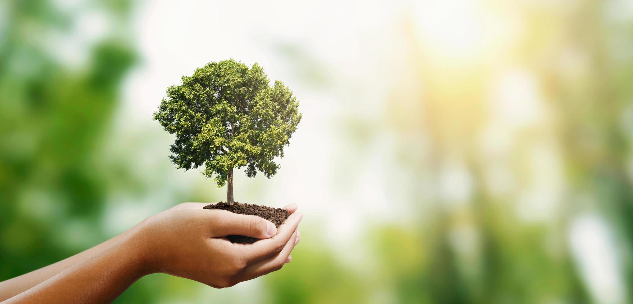 woman hand holding tree on blur green nature background. concept eco earth day photo